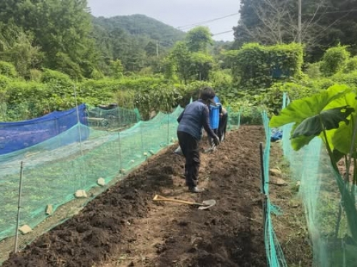 마을에서 시작하는 가을농사, 배추심기...